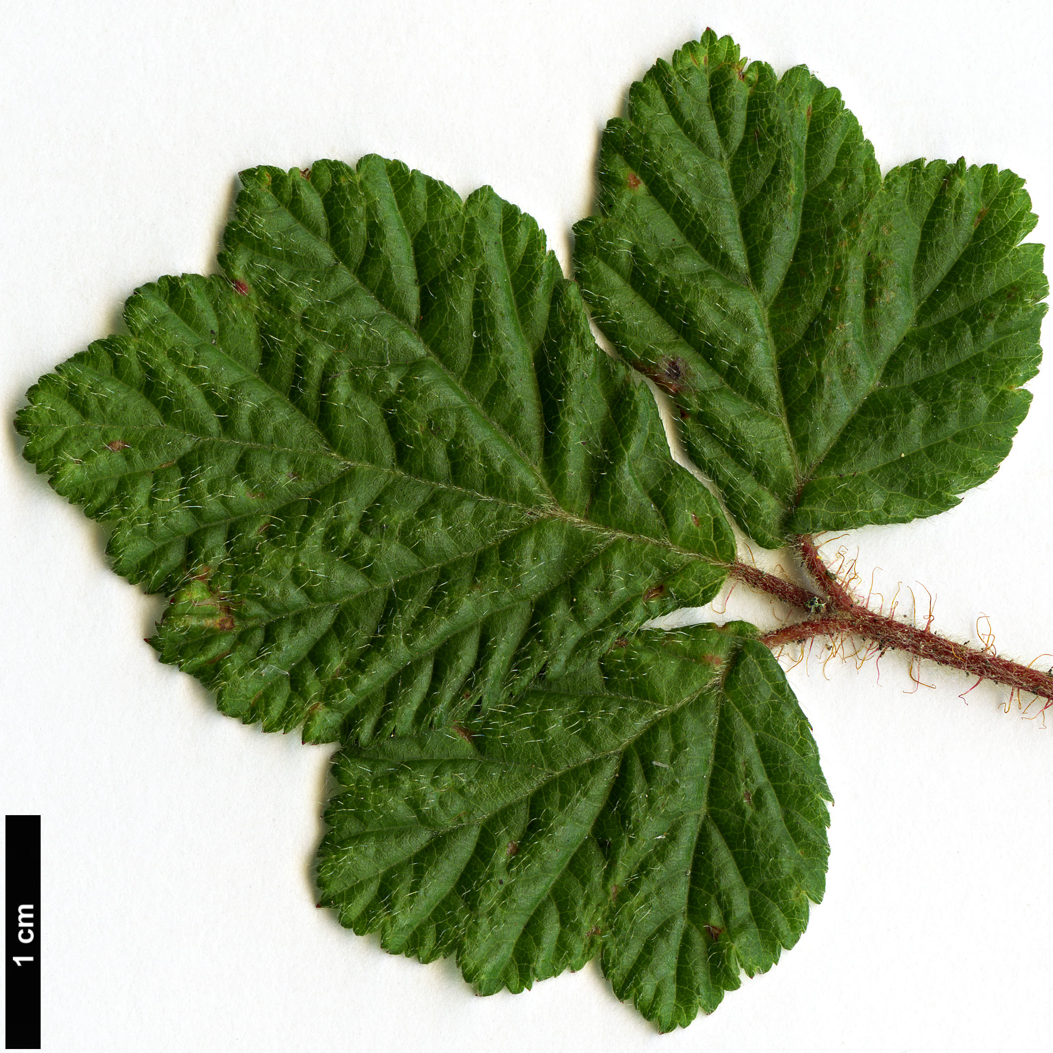 High resolution image: Family: Rosaceae - Genus: Rubus - Taxon: nepalensis